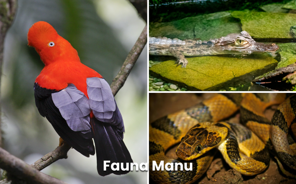 Manu Cultural Zone 3 Days / 2 Nights – Amazon Jungle Tour from Cusco