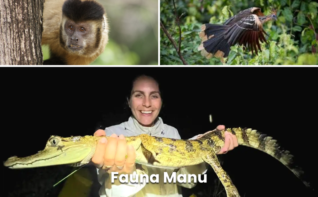 Manu Cultural Zone 4 Days / 3 Nights – Amazon Jungle Tour from (Leisure)